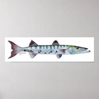 Póster Poster de pescado de Barracuda