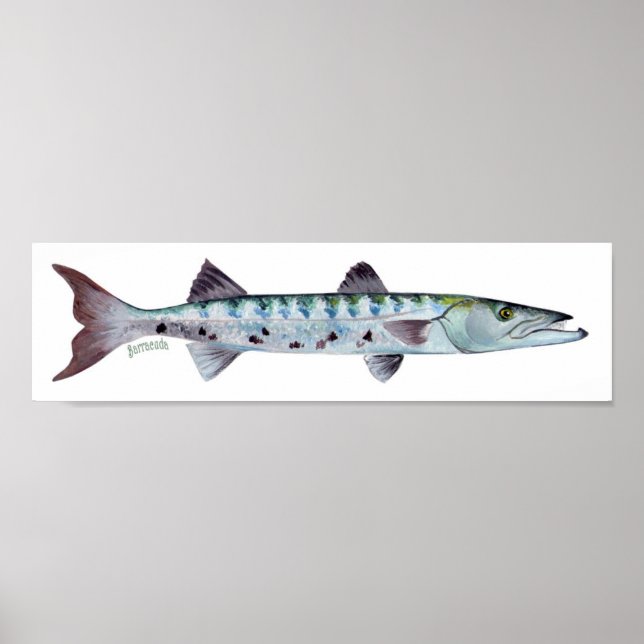Póster Poster de pescado de Barracuda (Frente)