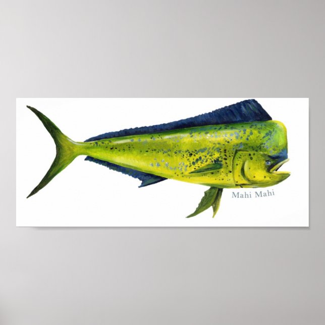 Póster Poster de pescado Mahi-Mahi (Frente)
