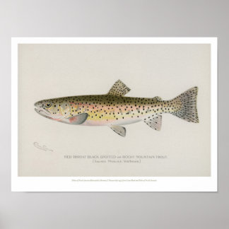 Póster Poster de pescados de época - trucha de montaña ro