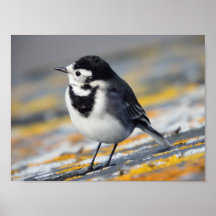 Poster de Pied Wagtail