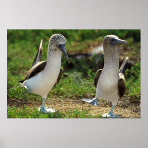 Póster poster de pies de pezuñas azules