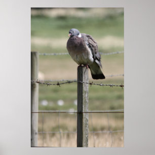 Póster Poster de Pigeon Post
