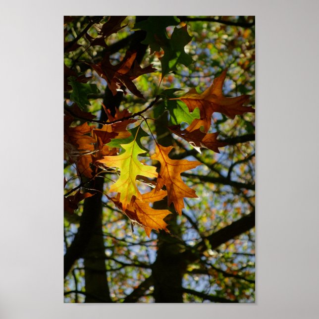Póster Poster de Pin Oak Leaves (Frente)