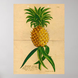 Póster Poster de piña tropical de época