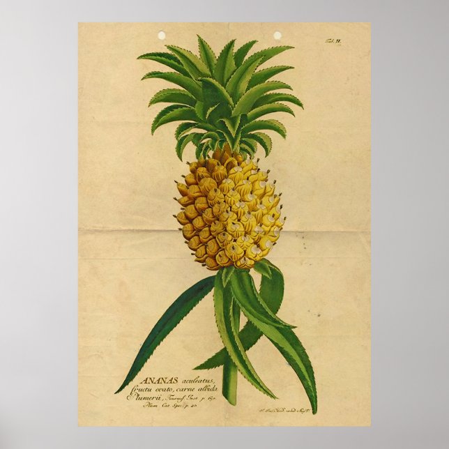 Póster Poster de piña tropical de época (Frente)