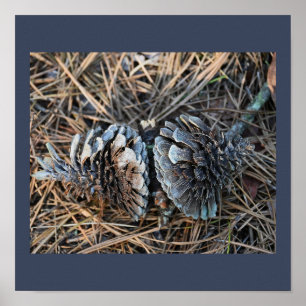Póster Poster de pinecones