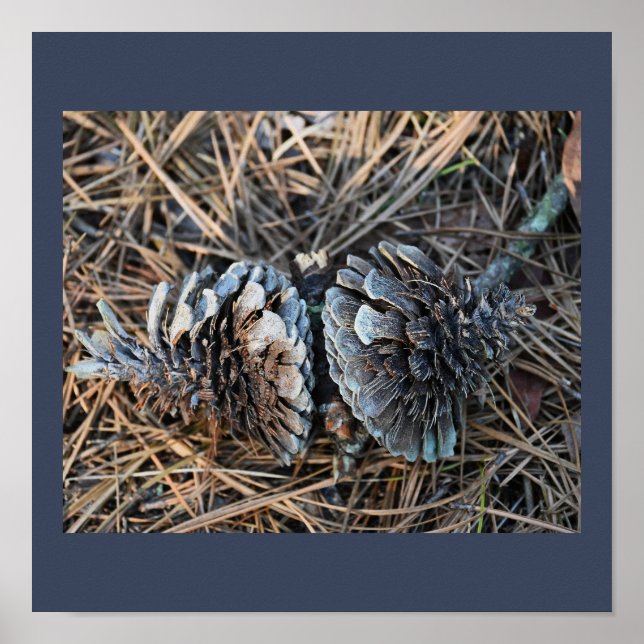 Póster Poster de pinecones (Frente)