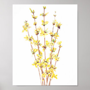 Póster poster de pintura acuarela de forsythia amarilla