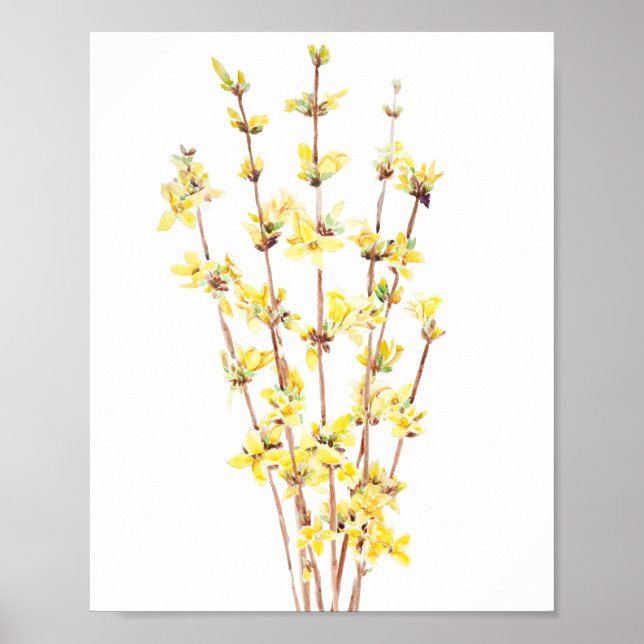 Póster poster de pintura acuarela de forsythia amarilla (Frente)
