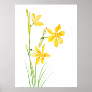 Póster poster de pintura de acuarela de narciso amarillo