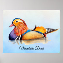 Poster de pintura de color de agua de pato mandarí