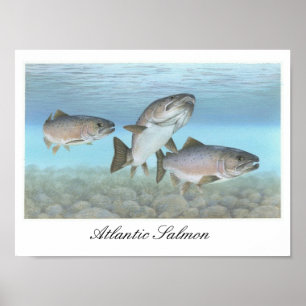 Póster Poster de pintura de salmón del Atlántico