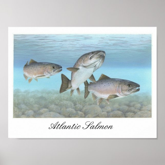 Póster Poster de pintura de salmón del Atlántico (Frente)
