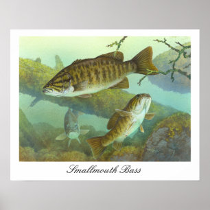 Póster Poster de pintura de Smallmouth Bass