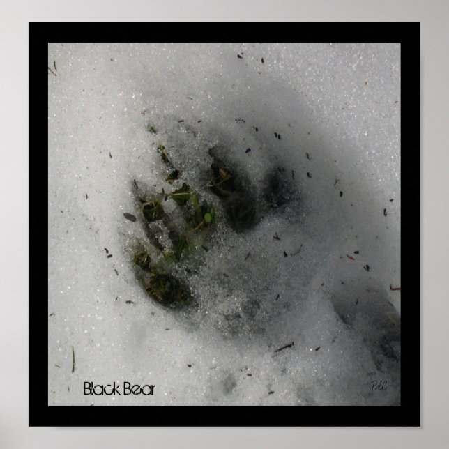 Póster Poster de pista de oso (Frente)