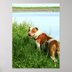 Póster Poster de Pitbull