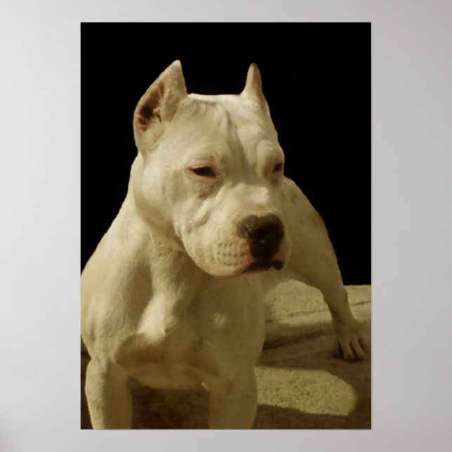 Póster Poster de pitbull blanco (Frente)