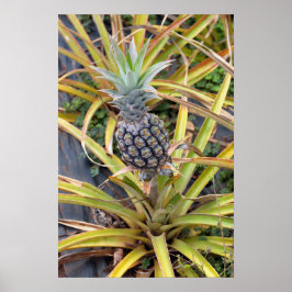 Póster Poster de planta de piña