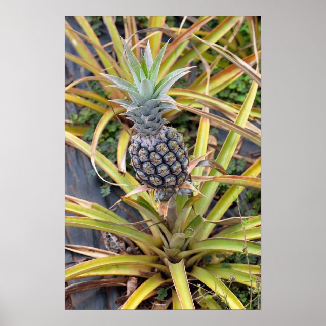 Póster Poster de planta de piña (Frente)