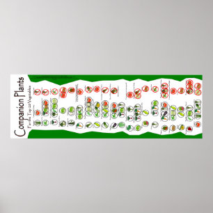Póster Poster de Plantas Companion: Las 20 mejores planta