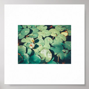 Póster Poster de Plantas de flores de Lirio Verde pálido