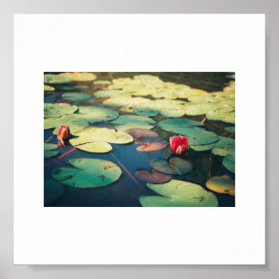 Póster Poster de Plantas Flores Lirio de Agua Roja Verde 
