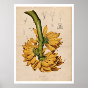 Póster Poster de plátanos tropical de vintage