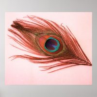Poster de plumas de pavo real rojo