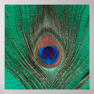 Póster Poster de plumas de pavo real verde