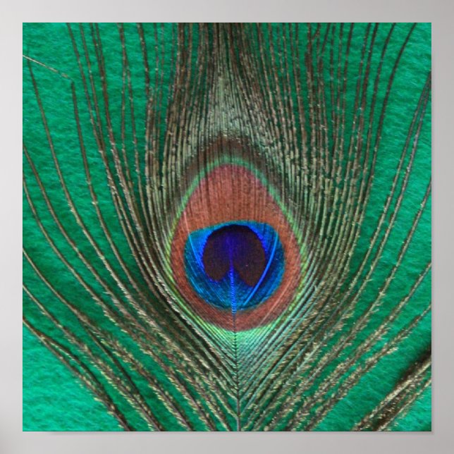 Póster Poster de plumas de pavo real verde (Frente)