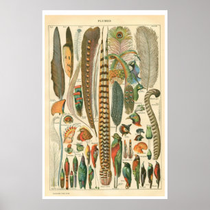 Póster Poster de Plumas Vintage