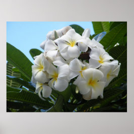 Póster Poster de Plumeria de Hawái
