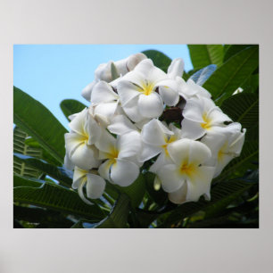 Póster Poster de Plumeria de Hawái