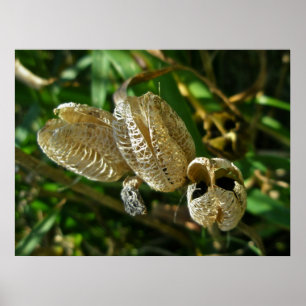 Póster Poster de Pods de Lirio Seco