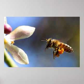 Póster Poster de polen Bumble Bee