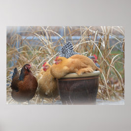 Póster Poster de pollo