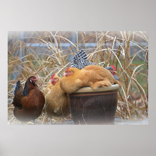 Póster Poster de pollo (Frente)