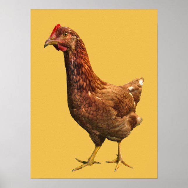 Póster Poster de Pollos Red Hen de Rhode Island (Frente)