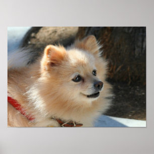 Póster Poster de Pomerania