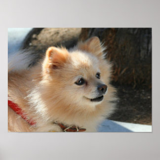 Póster Poster de Pomerania