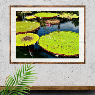 Póster Poster de Pond & Leaves Puerto Vallarta