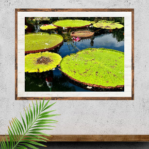 Póster Poster de Pond & Leaves Puerto Vallarta