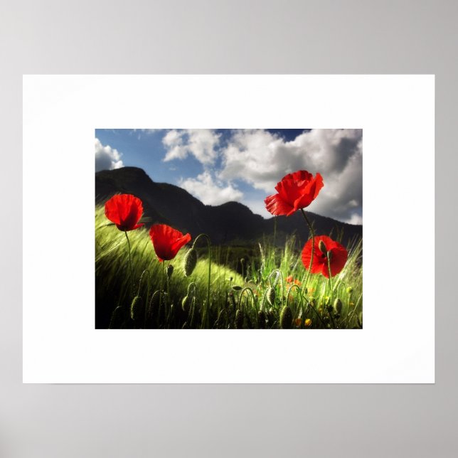 Póster Poster de Poppies (Frente)