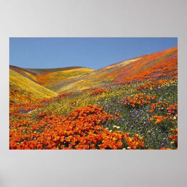 Póster Poster de Poppies de California DE 8.99 (Frente)