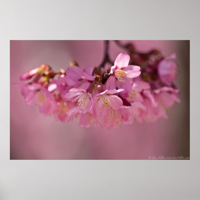 Póster Poster de Primavera de 2012 con flores de cerezo (Frente)
