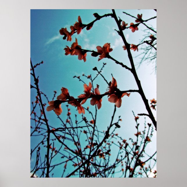 Póster Poster de primaverías (Frente)