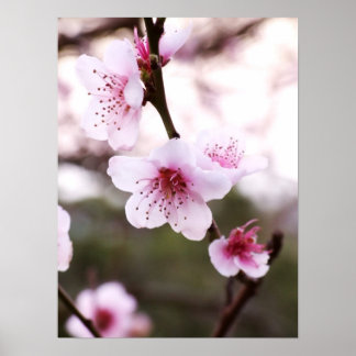 Póster Poster de primaverías