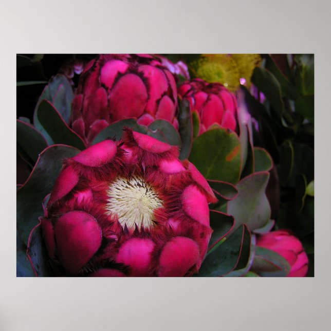 Póster poster de protea rosa (Frente)