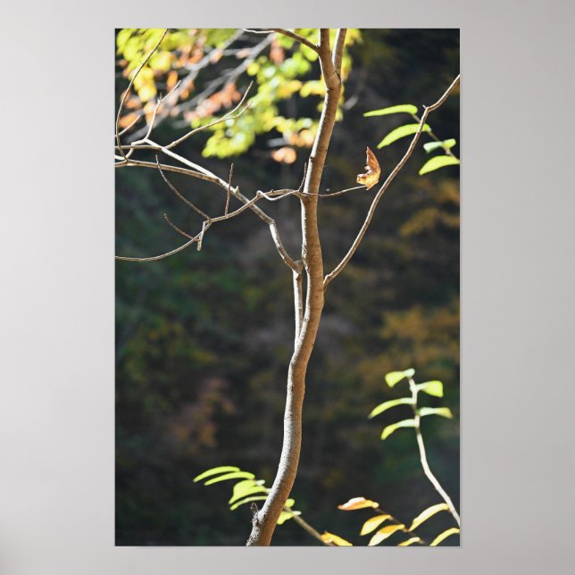 Póster Poster de ramas de árbol (Frente)